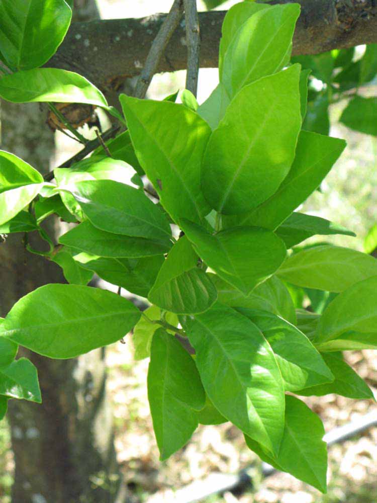              Shade leaves (Winter Haven, FL)       